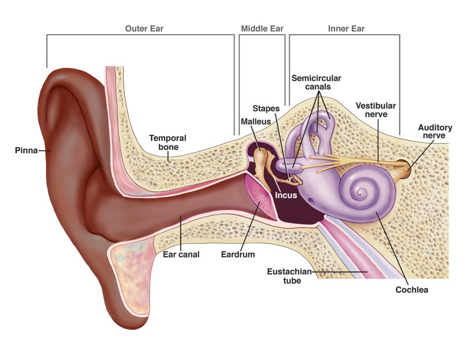 علاج الحكة في الأذن…تعرف عليها الآن